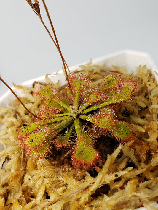 Drosera Capillaris - Carnivorous plant
