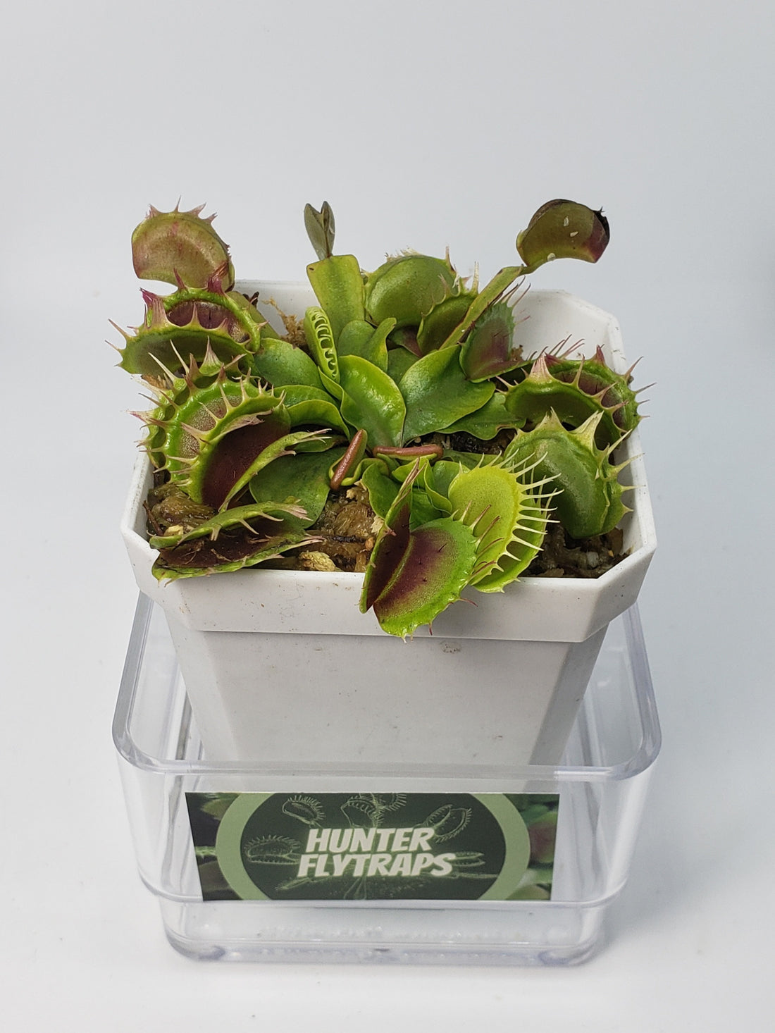 Fused Tooth - Venus Flytrap Live Carnivorous Plant – Hunter Flytraps