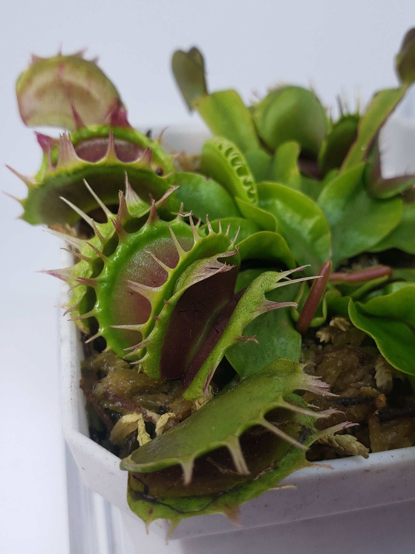 Fused Tooth - Venus Flytrap Live Carnivorous Plant