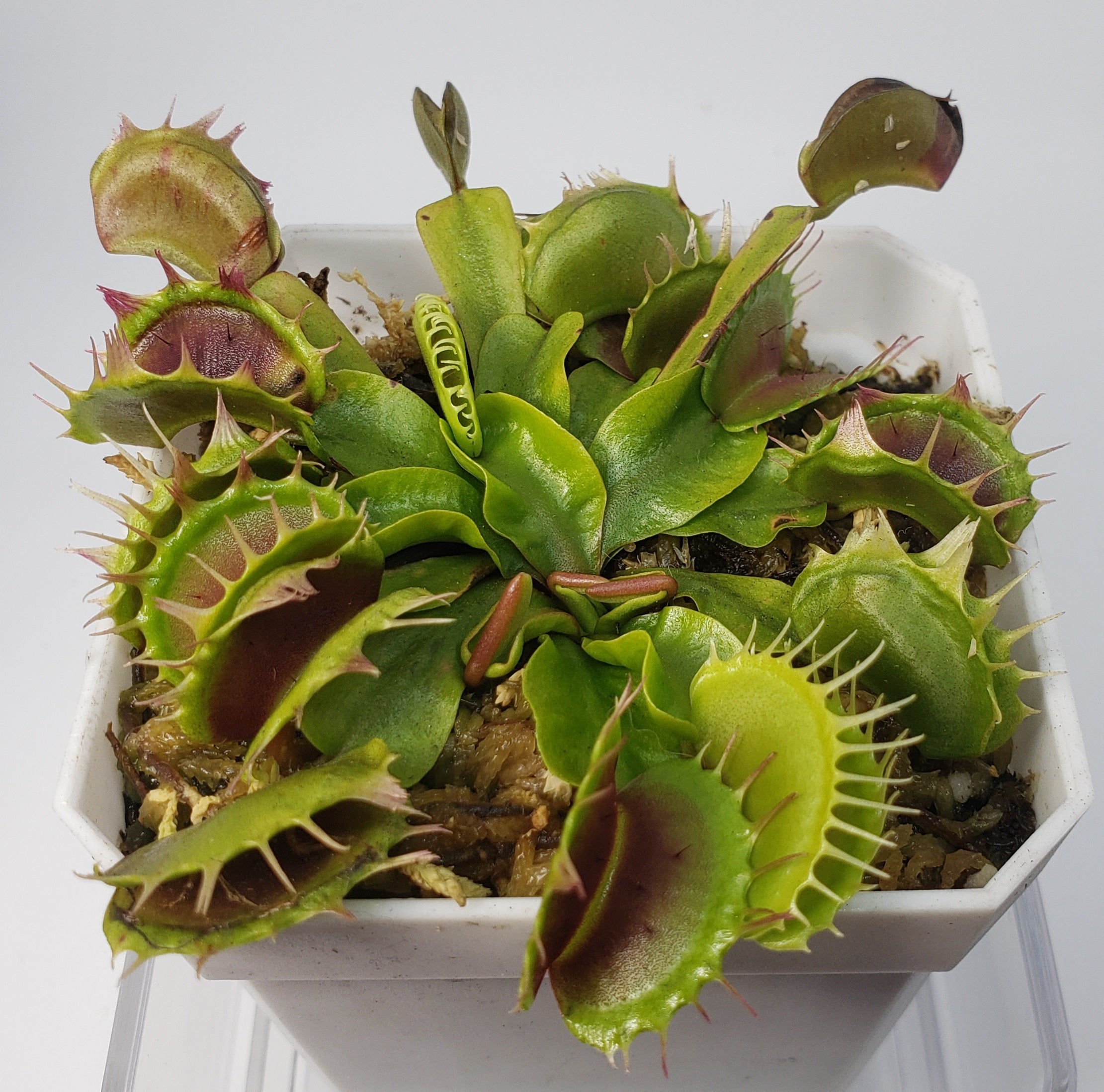 Fused Tooth Venus Flytrap Live Carnivorous Plant Hunter Flytraps