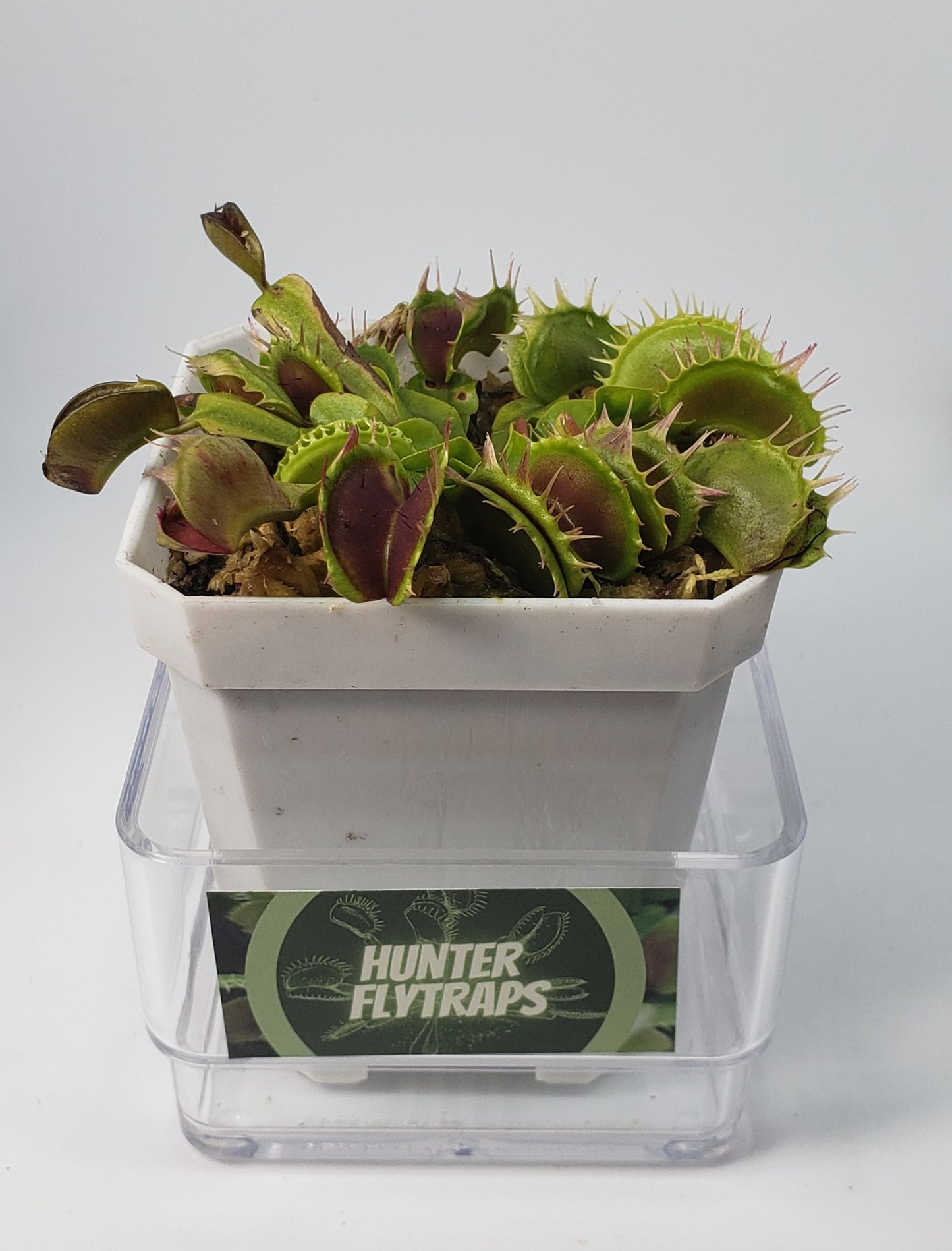 Fused Tooth - Venus Flytrap Live Carnivorous Plant