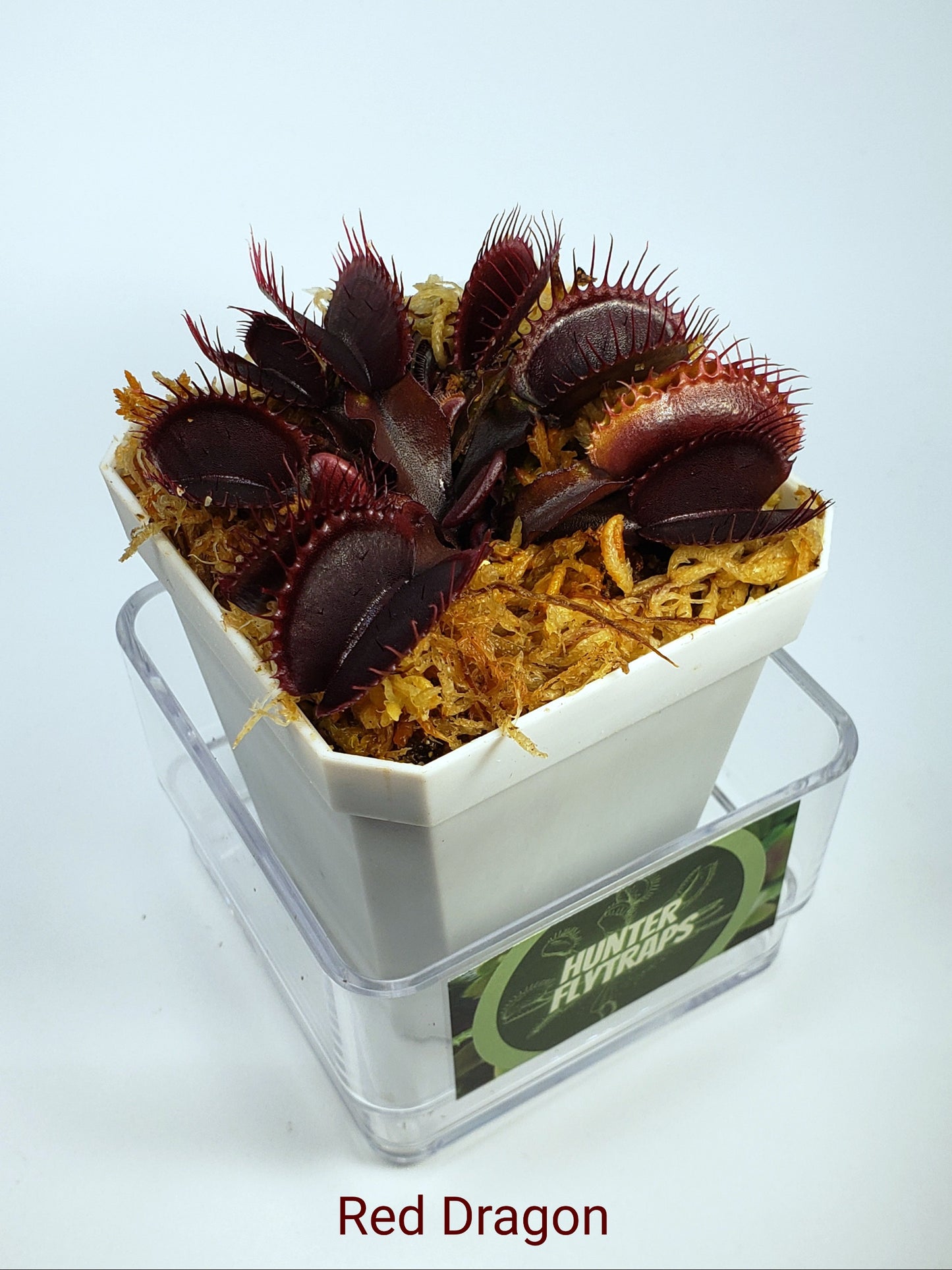 Red Dragon (Akai Ryu) - Venus Flytrap Carnivorous Plant