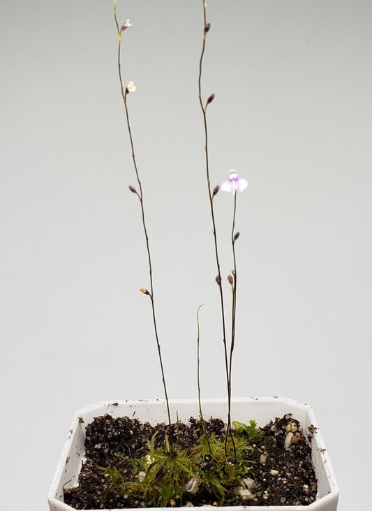 Bladderwort Utricularia Minutissima - Carnivorous Plant
