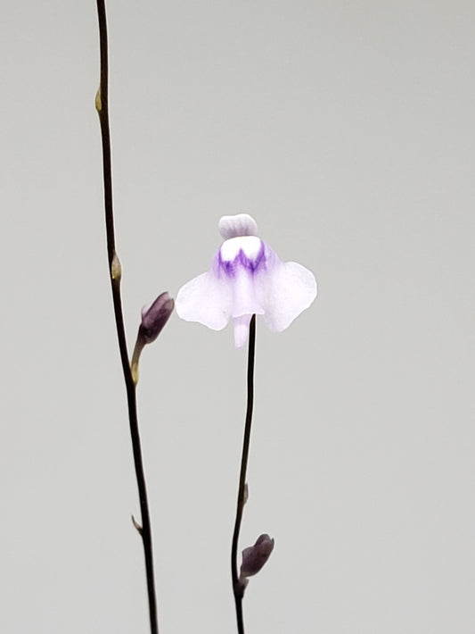 Bladderwort Utricularia Minutissima - Carnivorous Plant
