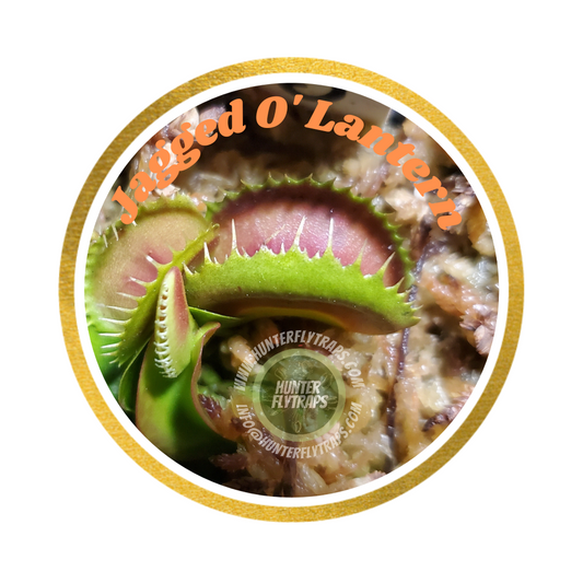 Hunter Flytraps "Jagged O' Lantern" (MM x MM 2020 #2) - Venus Flytrap Carnivorous Plant
