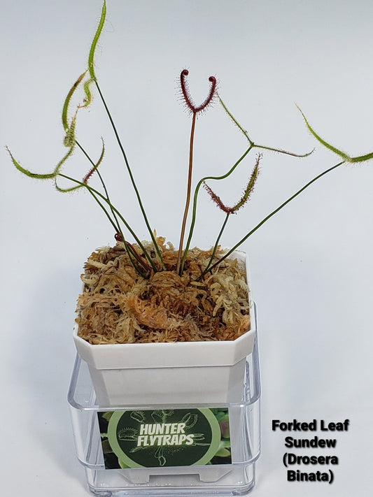 Drosera Binata Fork Leaved Sundew -  Carnivorous Plant