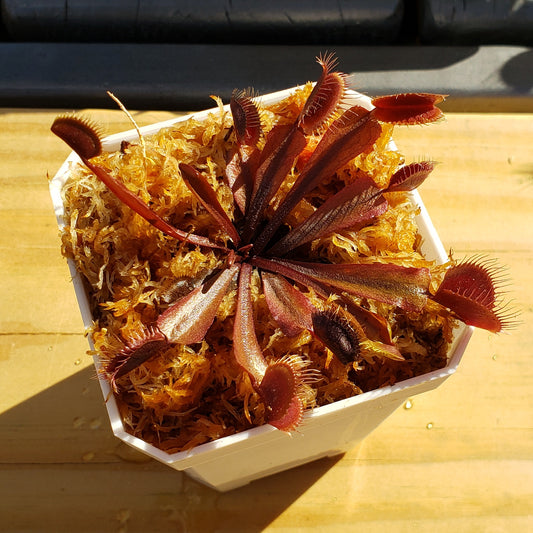 Red Dragon (Akai Ryu) - Venus Flytrap Carnivorous Live Plant Young