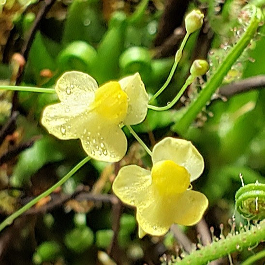 Bladderwort Utricularia Subulata - Carnivorous Plant