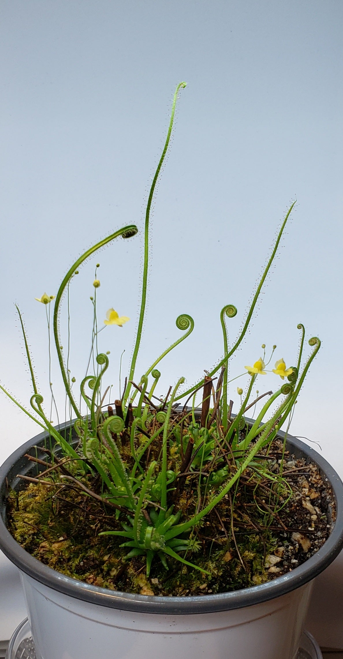  TruBlu Supply Utricularia warburgii - Bladderwort - Live  Carnivorous Plant - 2 inch Plug Potted (TBSLSP1050) : פאטיו, מדשאה וגינה