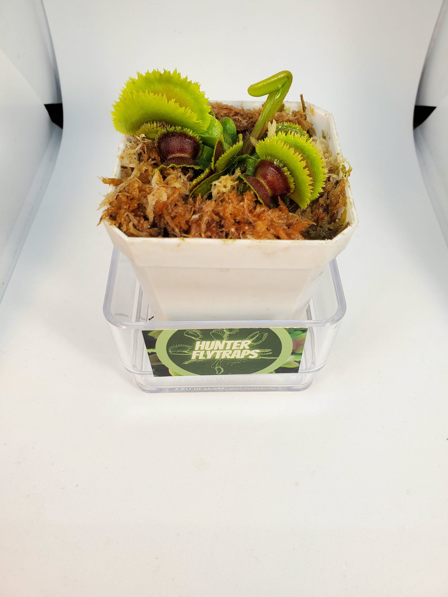 FTS Lunatic Fringe - Venus Flytrap Carnivorous Plant