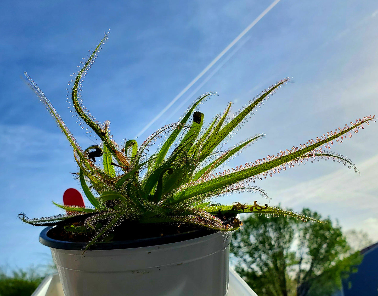 Drosera Regia King Sundew Carnivorous Plant