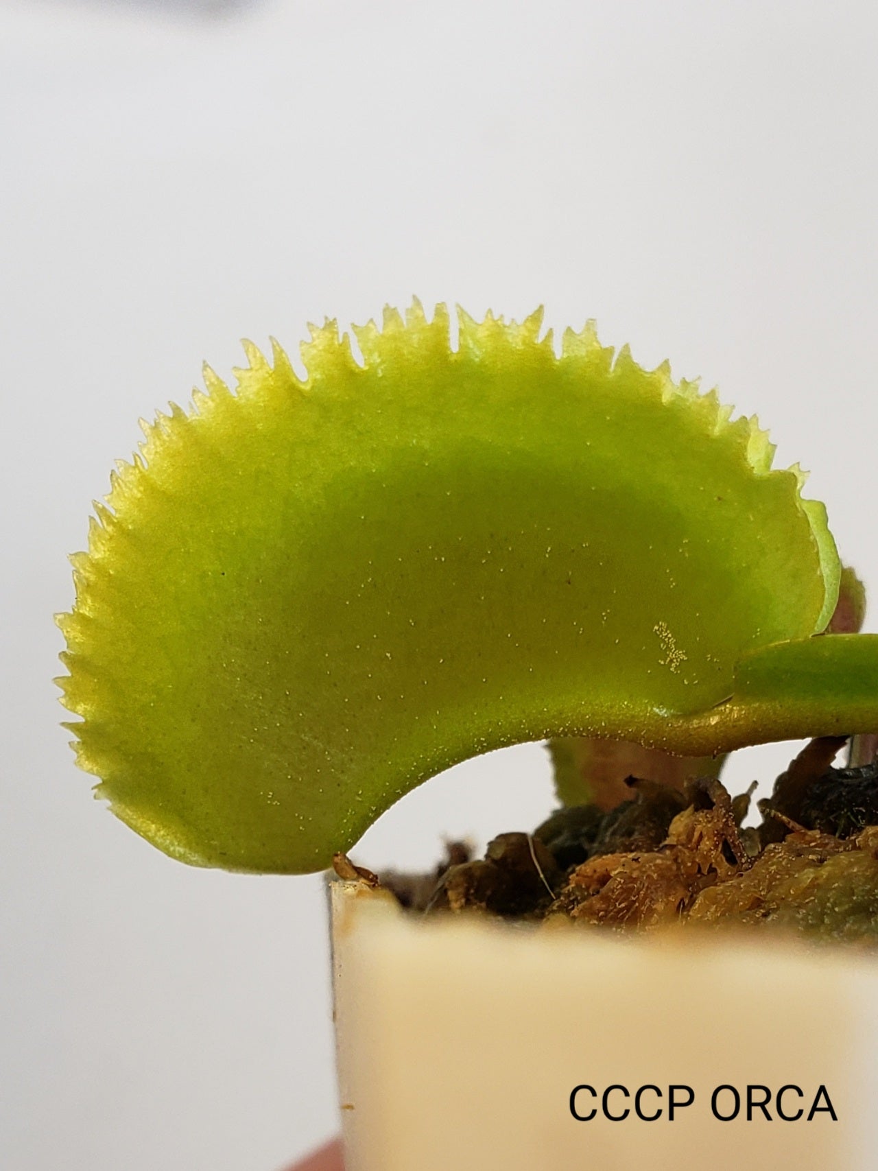 CCCP Orca - Venus Flytrap Carnivorous Plant