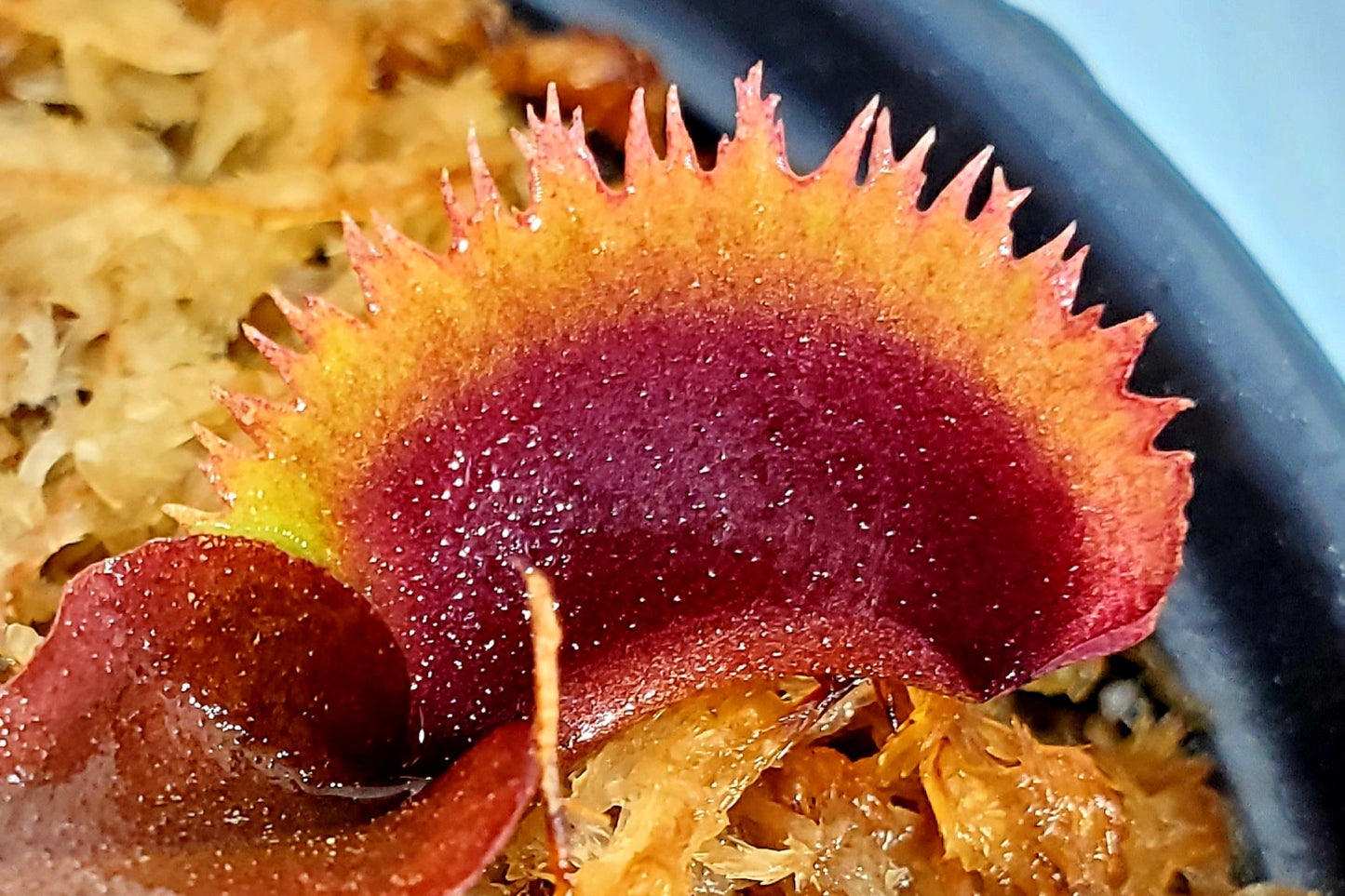Bohemian Garnet - Venus Flytrap Carnivorous Plant
