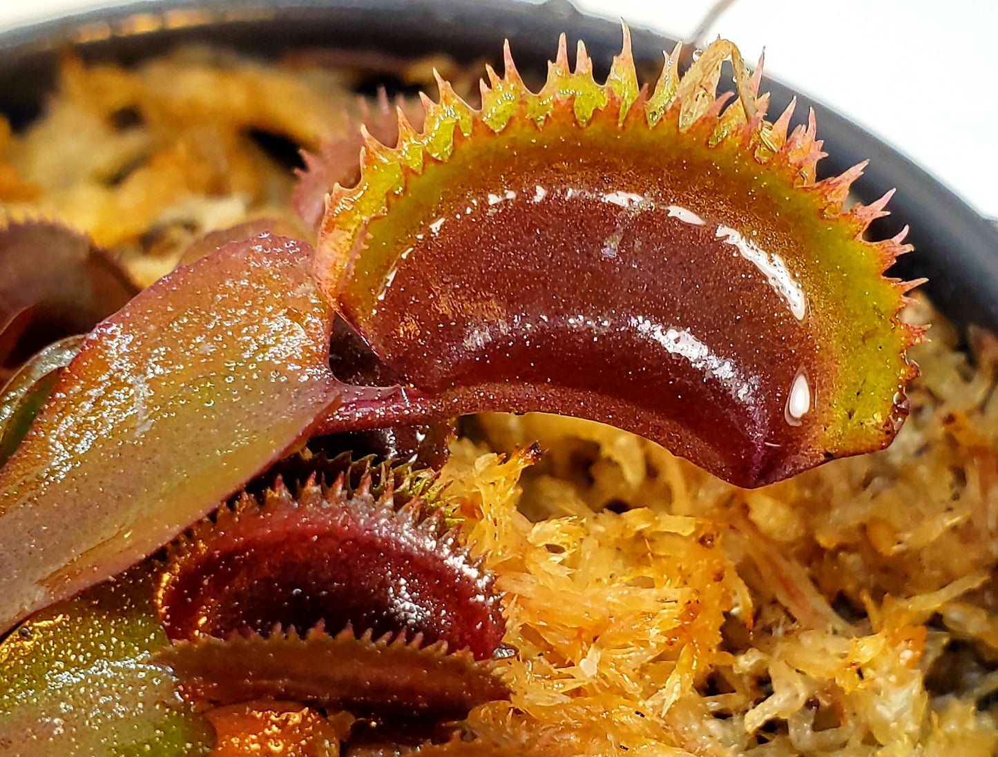 Red Piranha - Venus Flytrap Carnivorous Plant