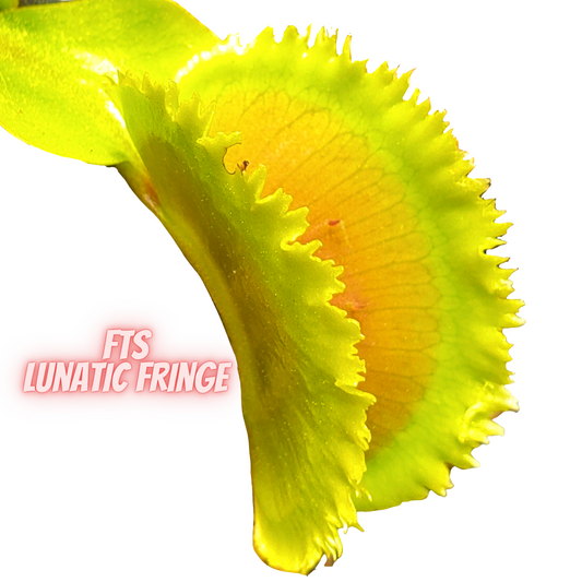 FTS Lunatic Fringe - Venus Flytrap Carnivorous Plant