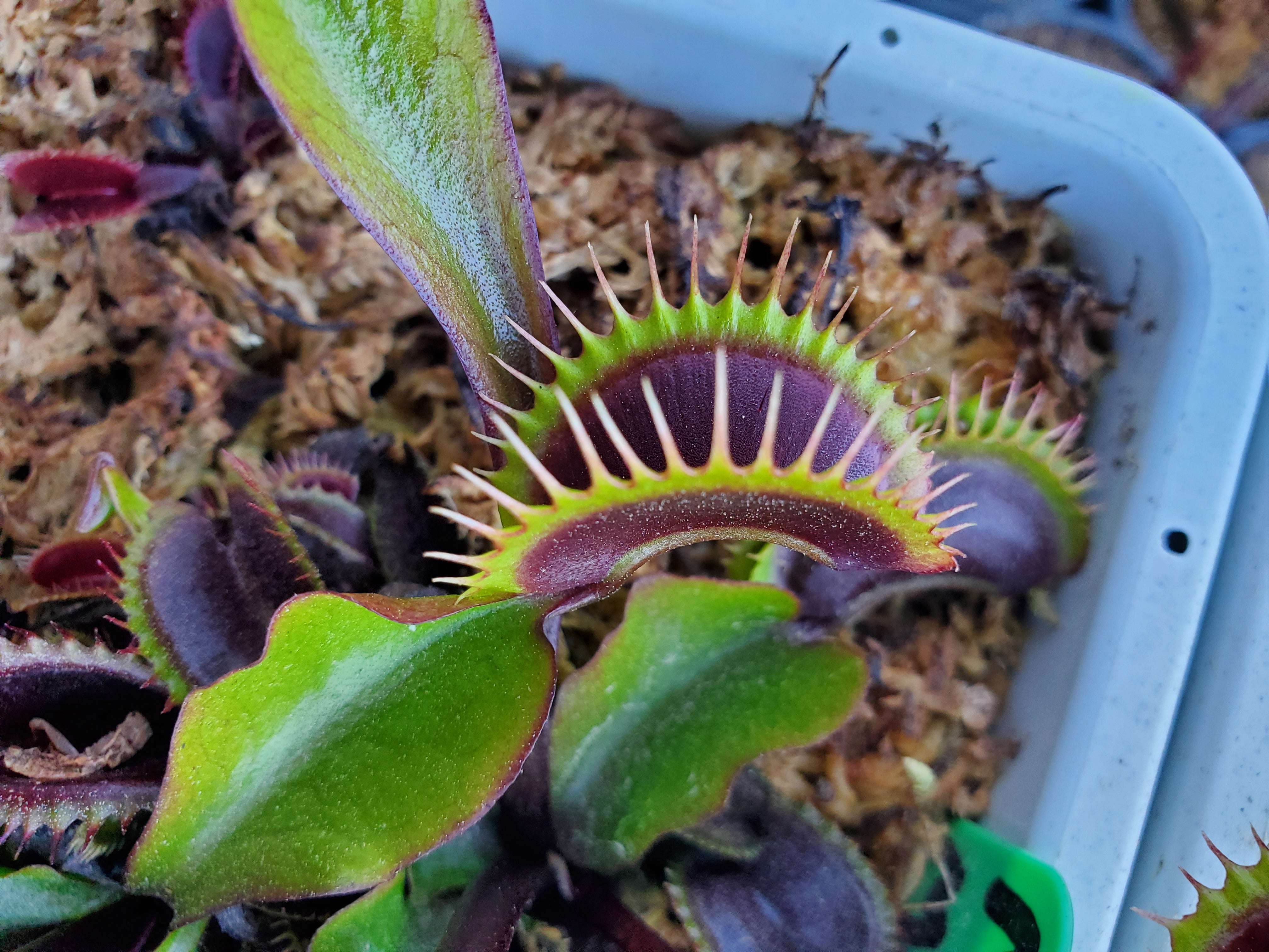 Fts Maroon Monster - Venus Flytrap Carnivorous Plant – Hunter Flytraps