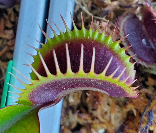 FTS Maroon Monster - Venus Flytrap Carnivorous Plant