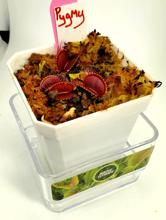 Pygmy - Venus Flytrap Carnivorous Plant