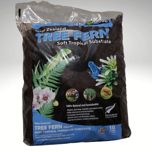 Fernwood New Zealand Tree Fern 10 liters