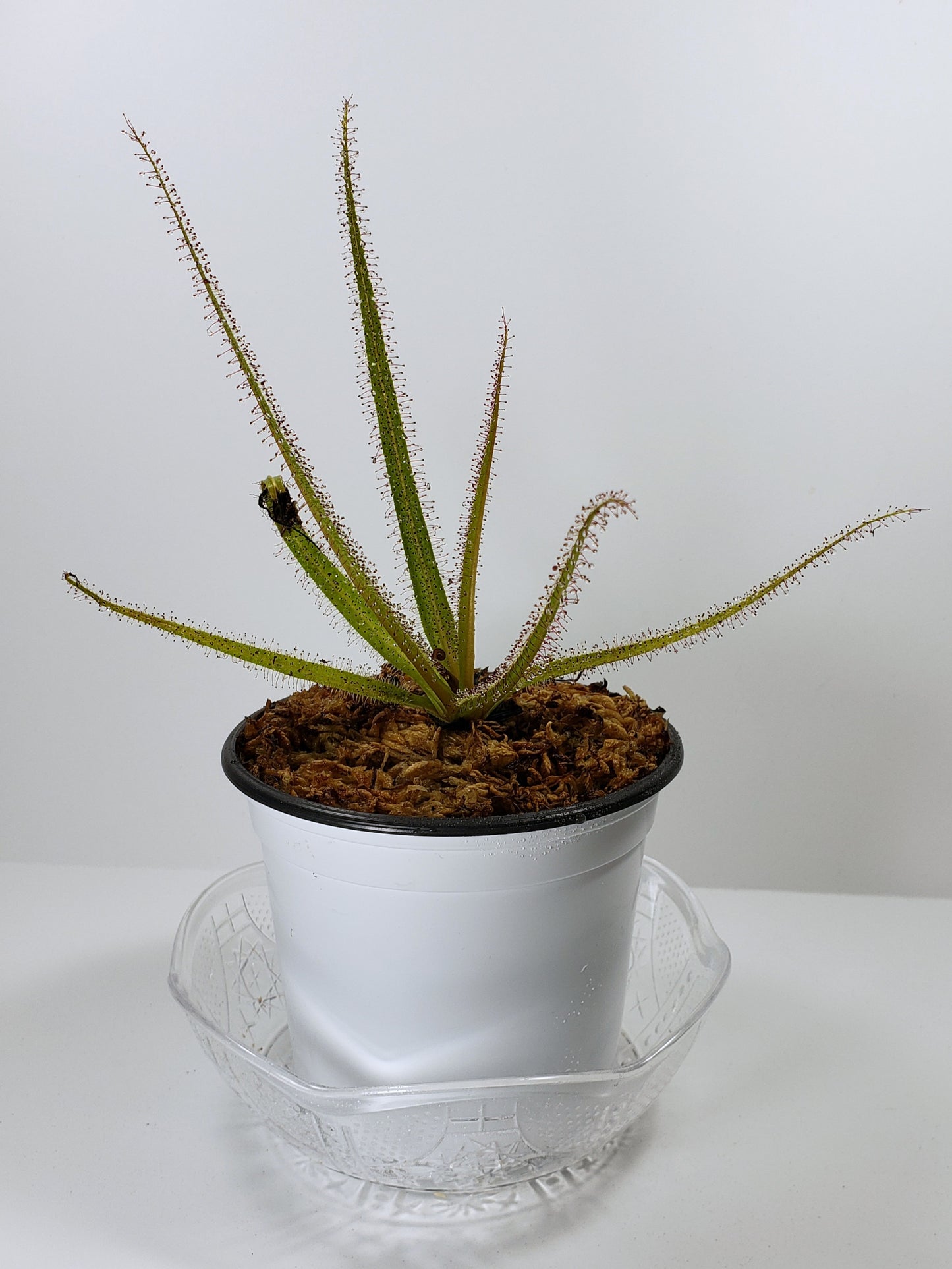 Drosera Regia King Sundew Carnivorous Plant Large