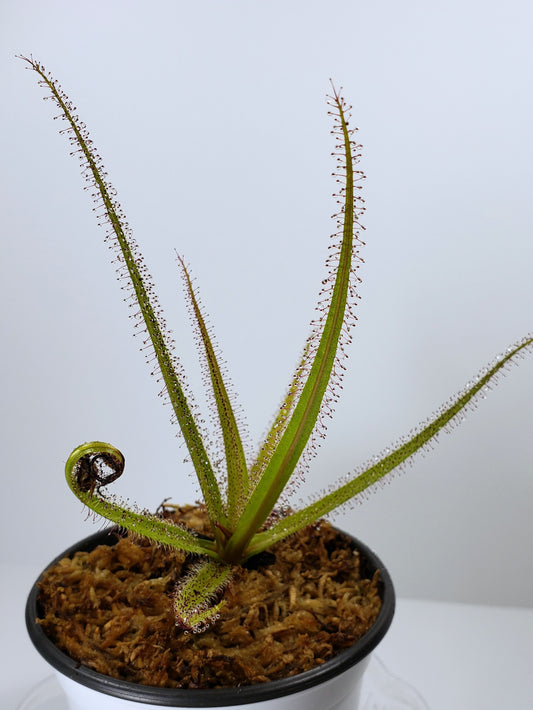 Drosera Regia King Sundew Carnivorous Plant Large