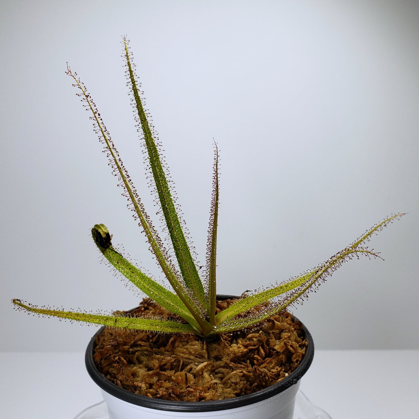 Drosera Regia King Sundew Carnivorous Plant Large