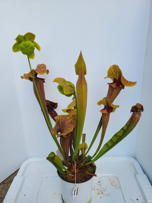 Pitcher Plant - Sarracenia Abandoned Hope Carnivorous plant
