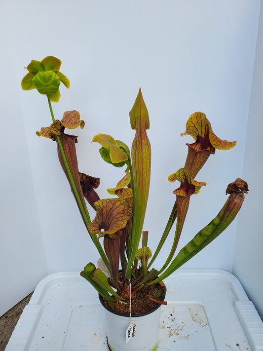 Pitcher Plant - Sarracenia Abandoned Hope Carnivorous Live Plant
