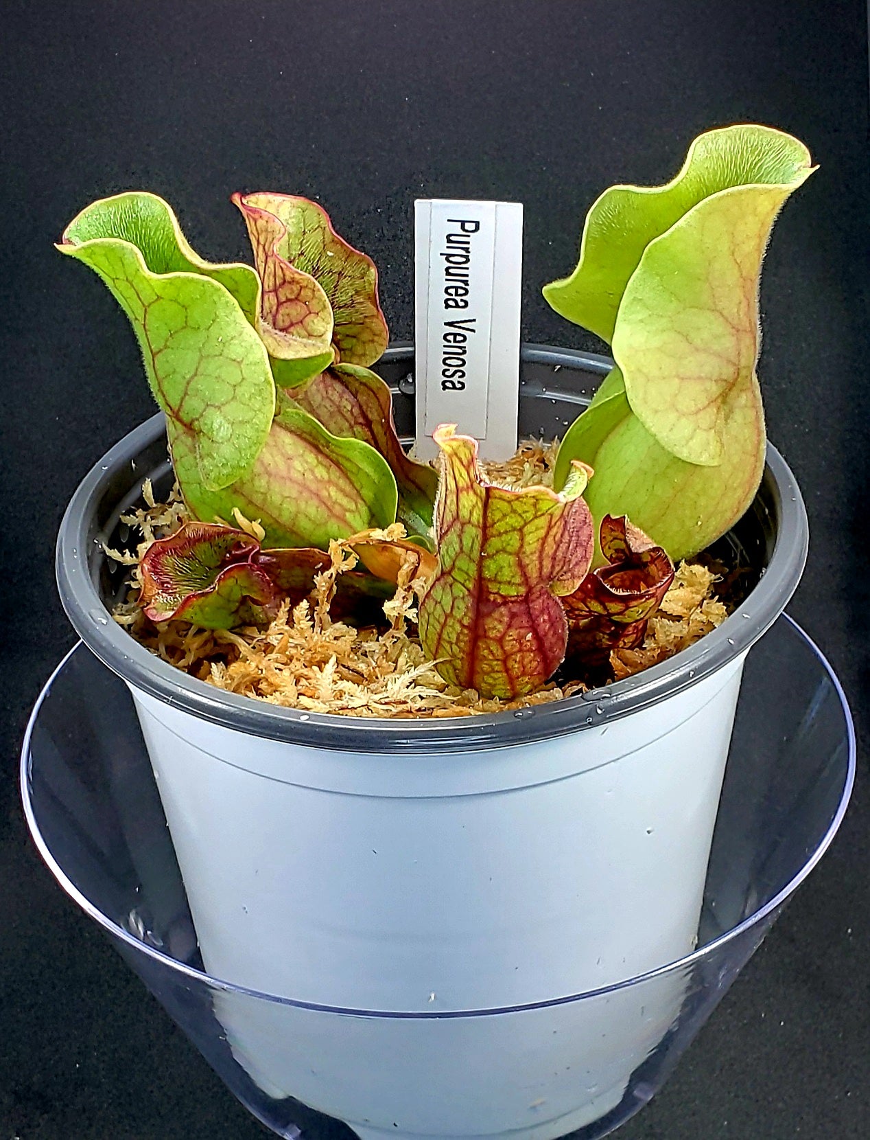 Pitcher Plant - Sarracenia Purpurea Venosa Carnivorous Live Plant ...