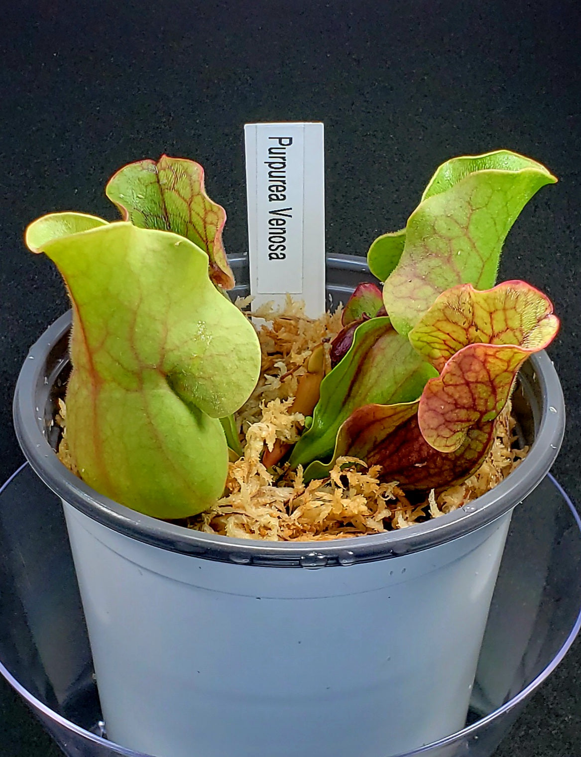 Pitcher Plant - Sarracenia Purpurea Venosa Carnivorous Live plant