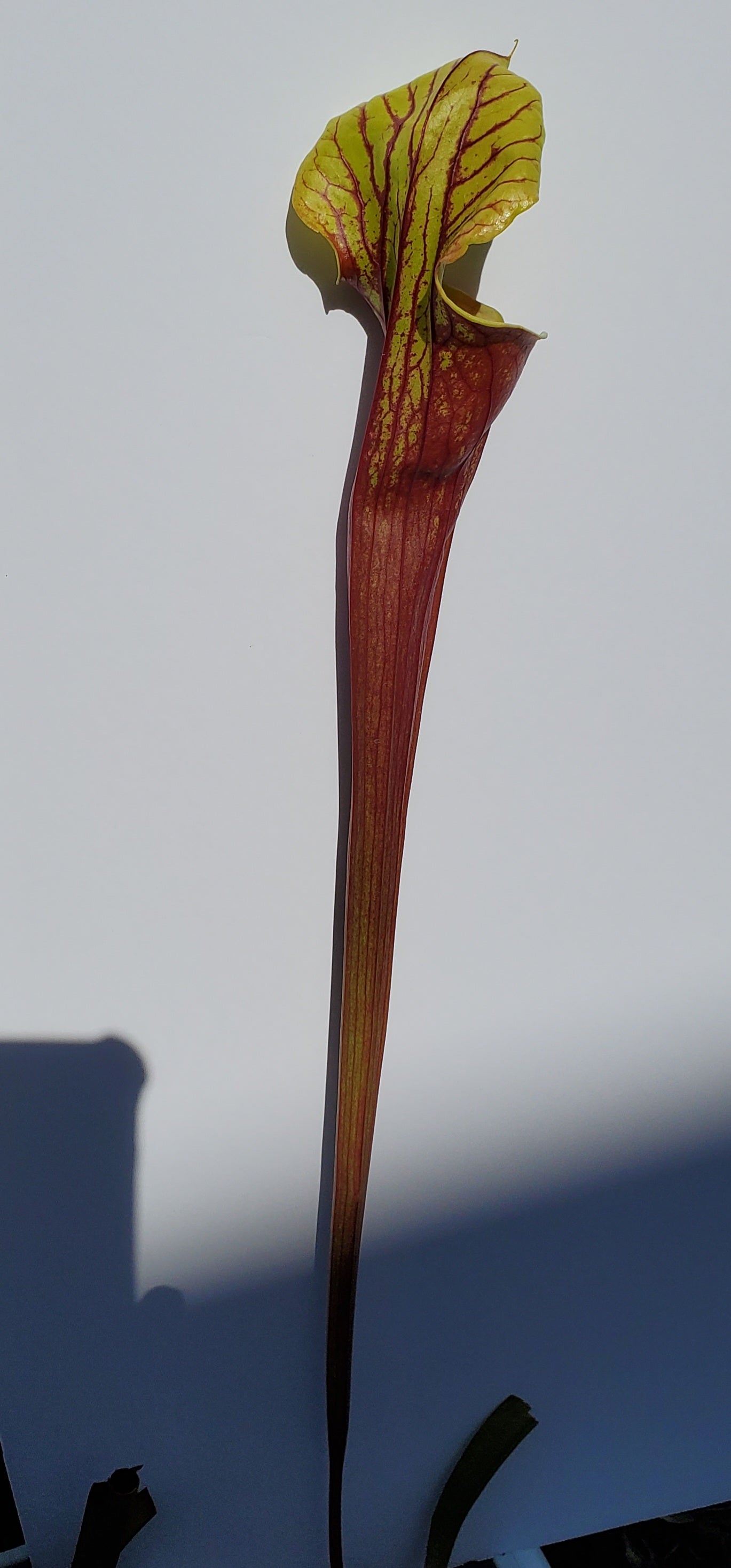Pitcher Plant - Sarracenia Oreophilia x Flava Don's Red Tube Carnivorous Live plant