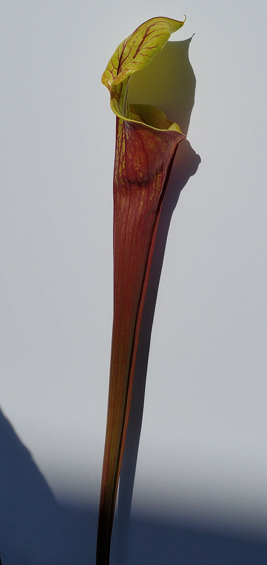 Pitcher Plant - Sarracenia Oreophilia x Flava Don's Red Tube Carnivorous Live plant