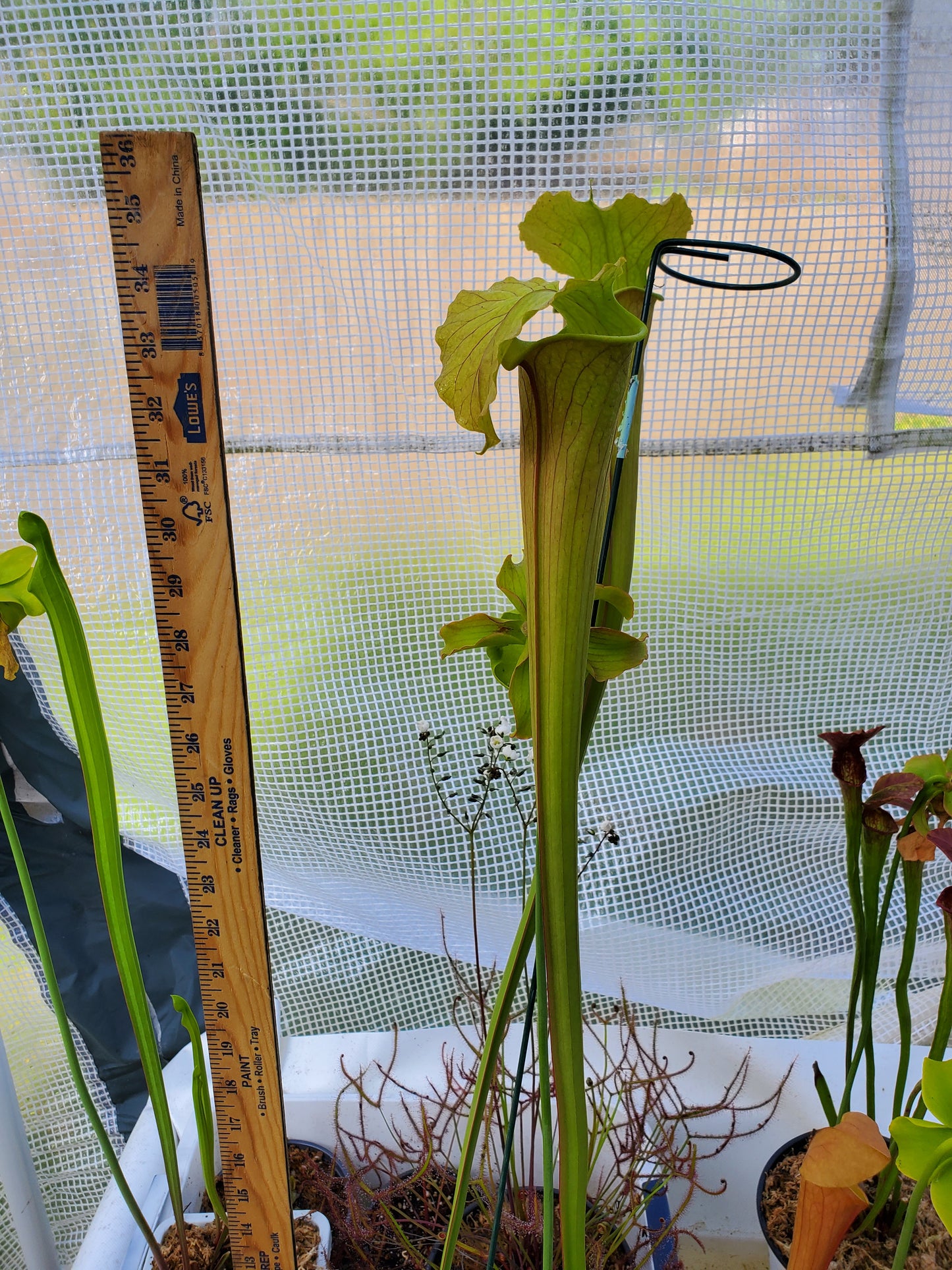 Pitcher Plant - Sarracenia "Mad Green Thing" Carnivorous Live plant