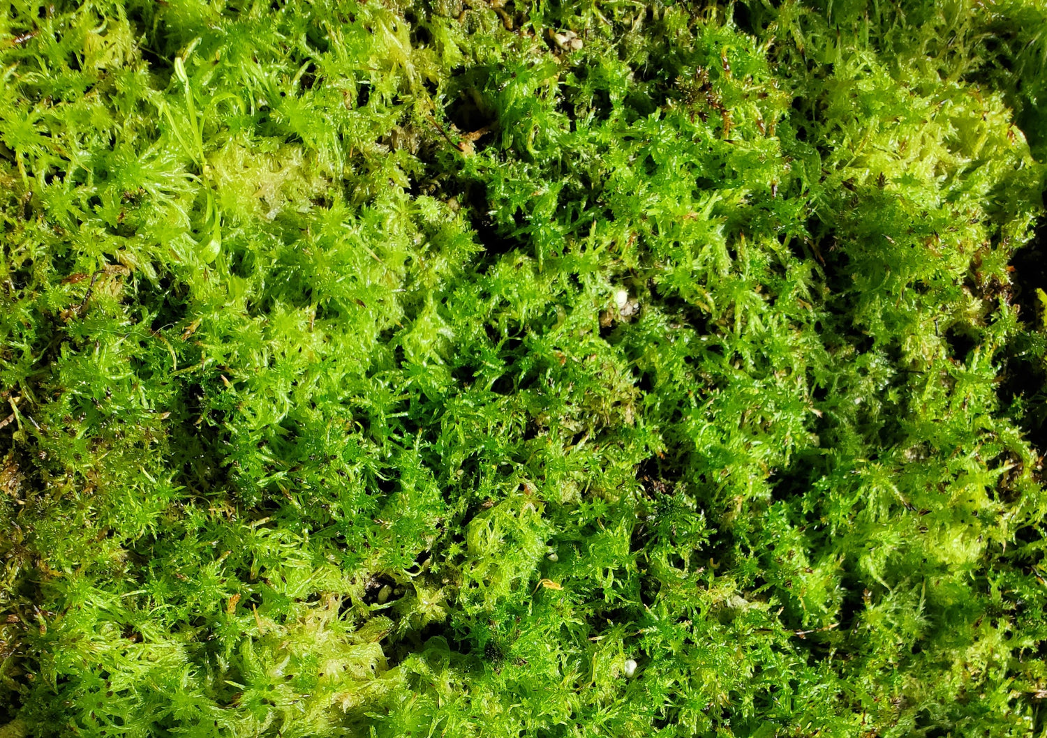 Live Sphagnum Moss 