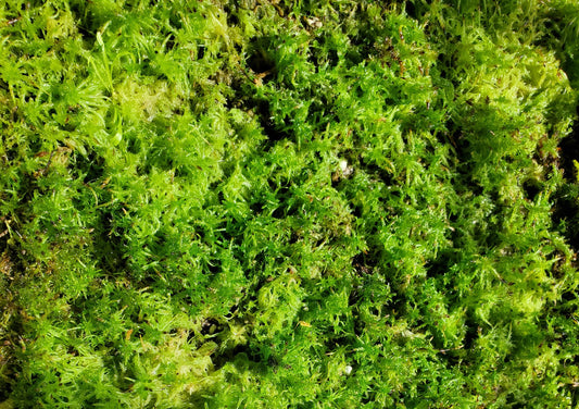Sphagnum Live moss assorted