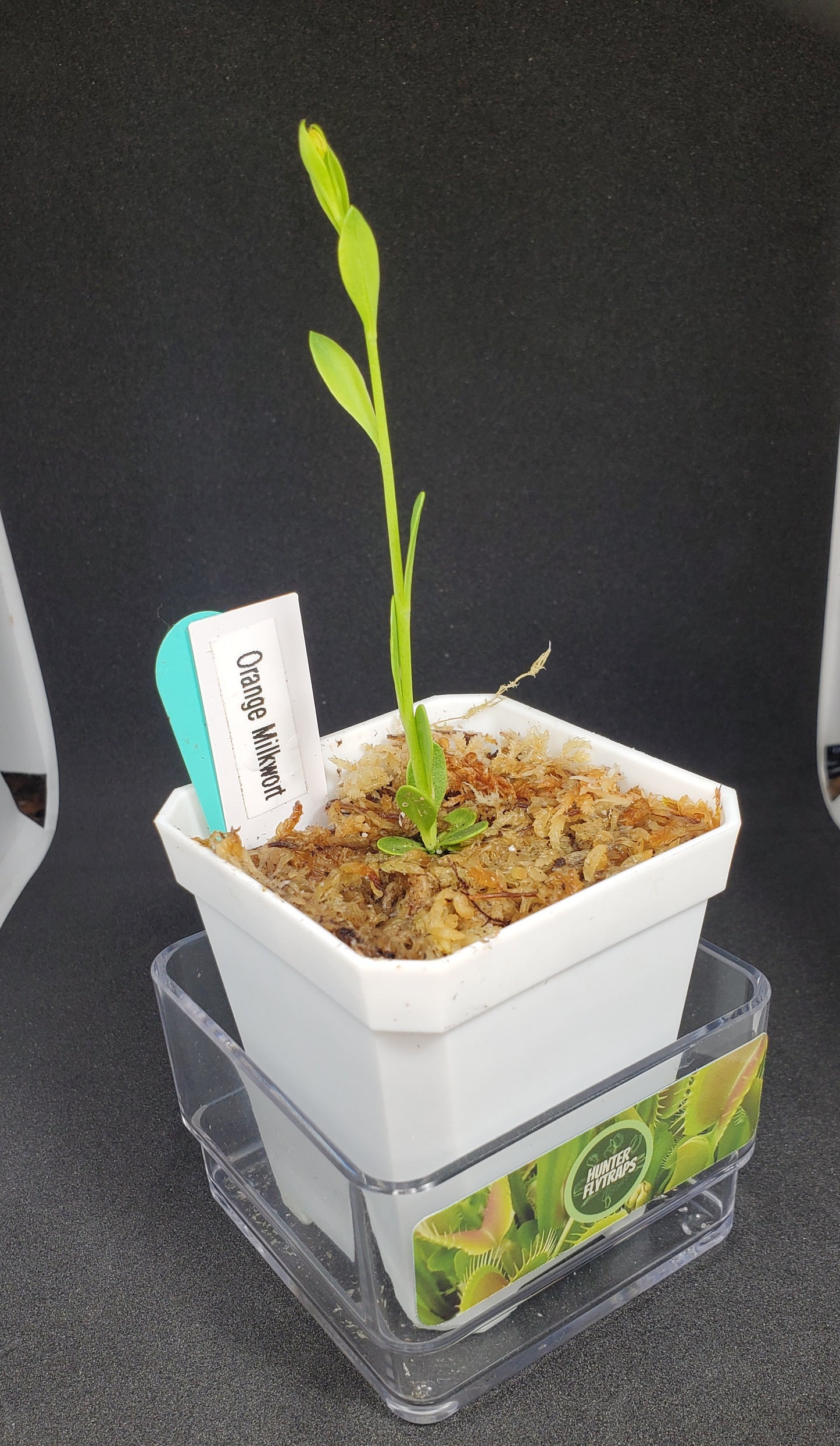 Orange Milkwort Live Plant