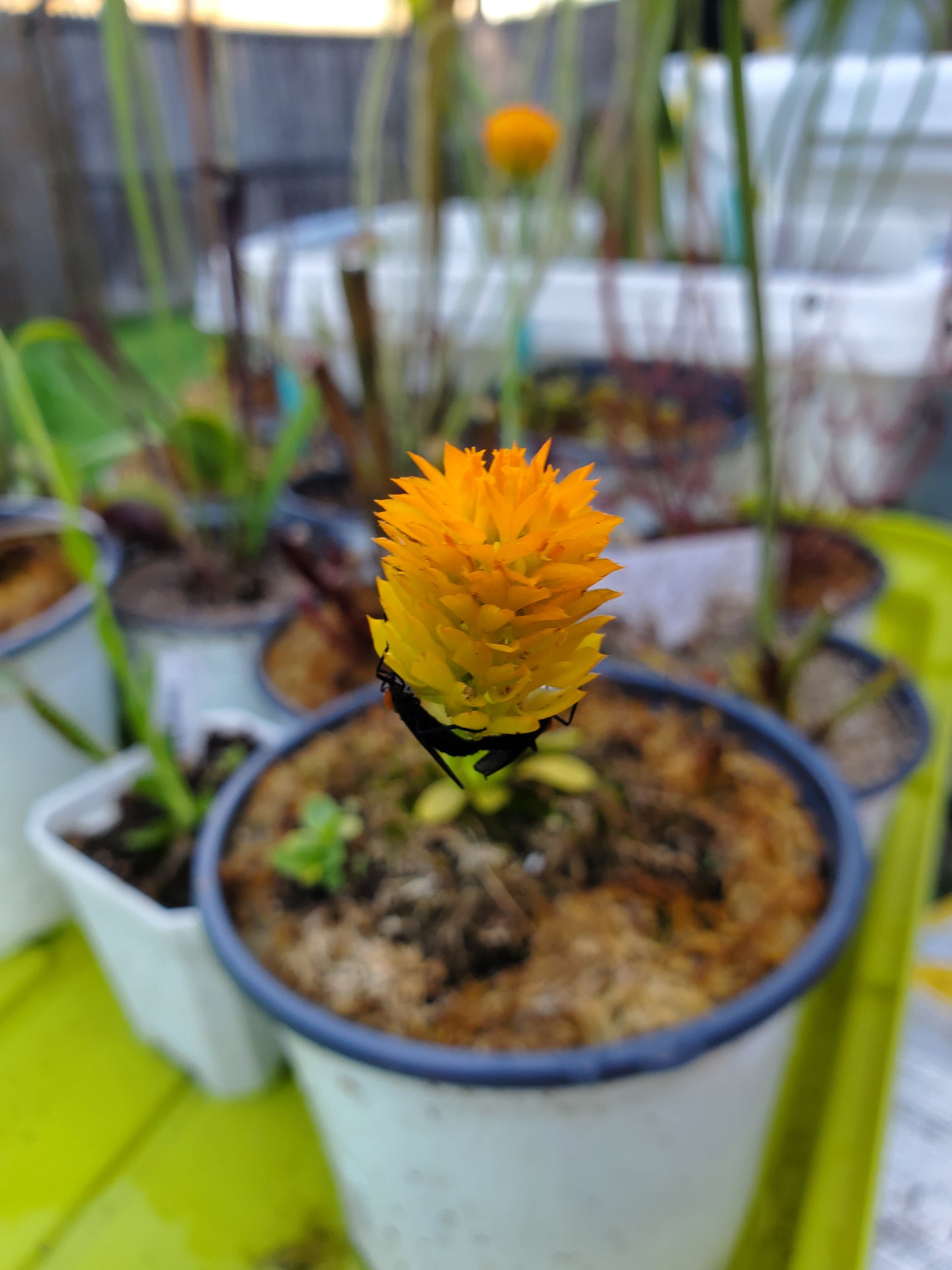Orange Milkwort Live Plant