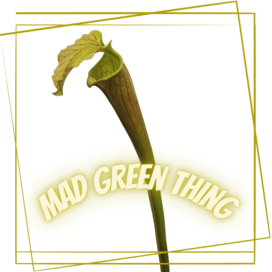 Pitcher Plant - Sarracenia "Mad Green Thing" Carnivorous Live plant