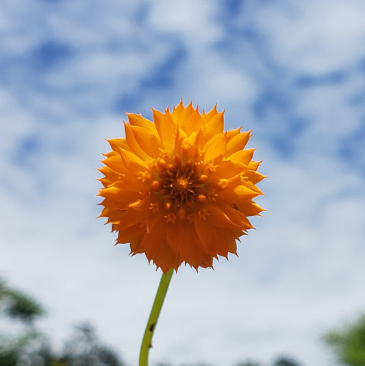 Orange Milkwort Live Plant