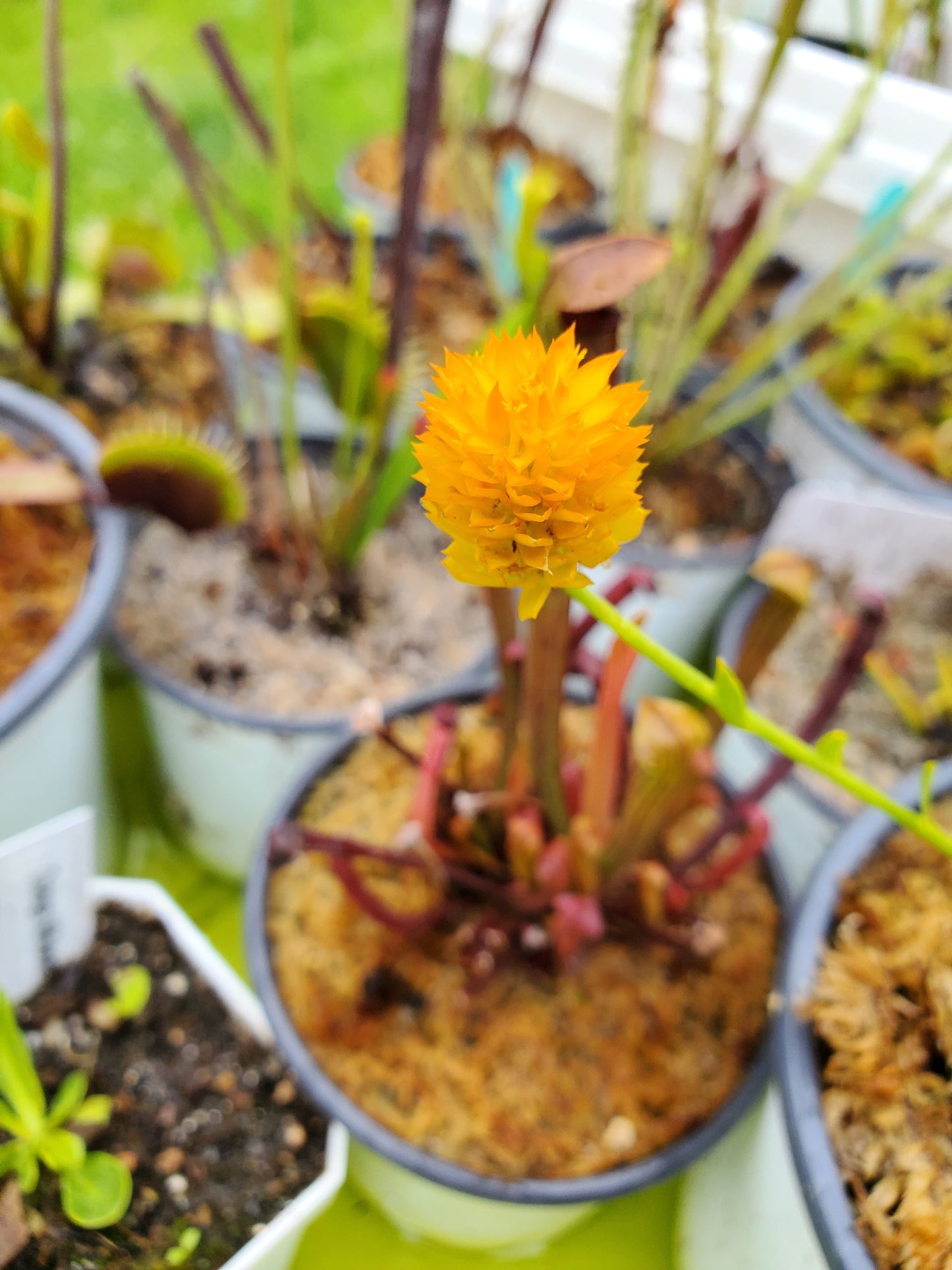 Orange Milkwort Live Plant