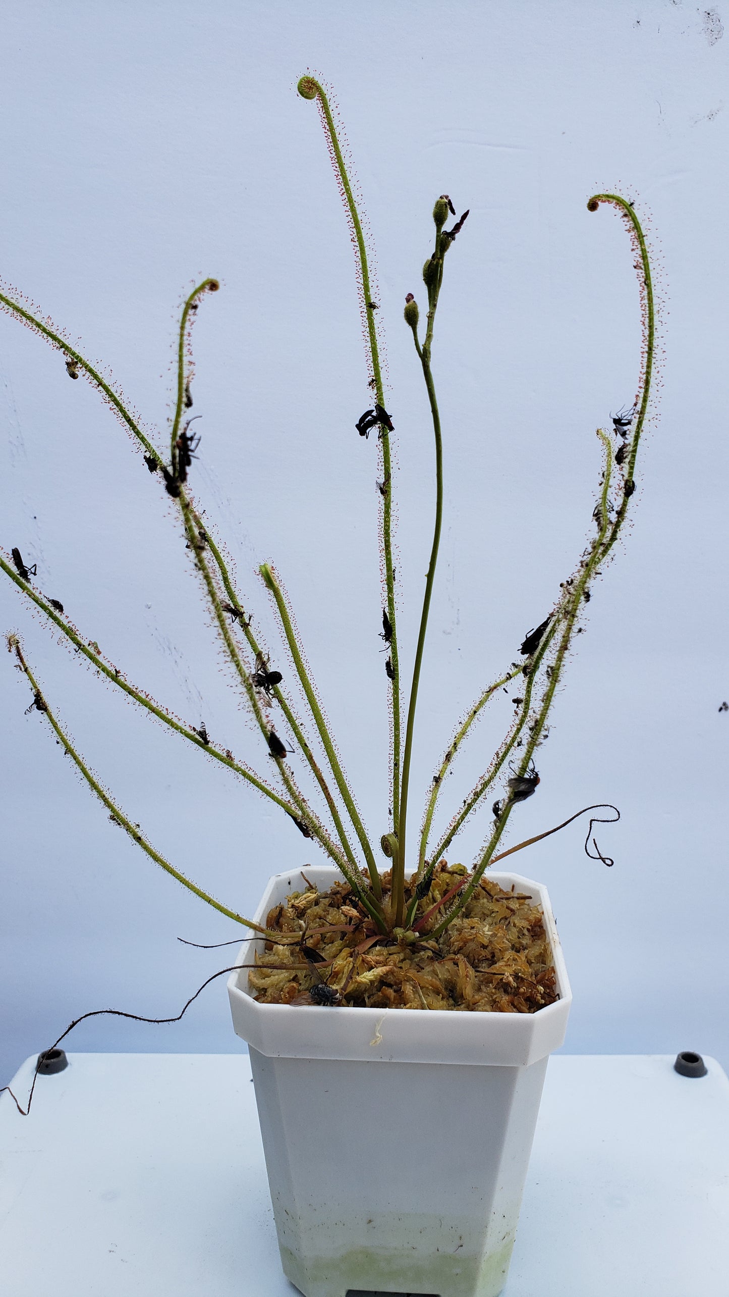 Drosera Filiformis - Thread leaved sundew