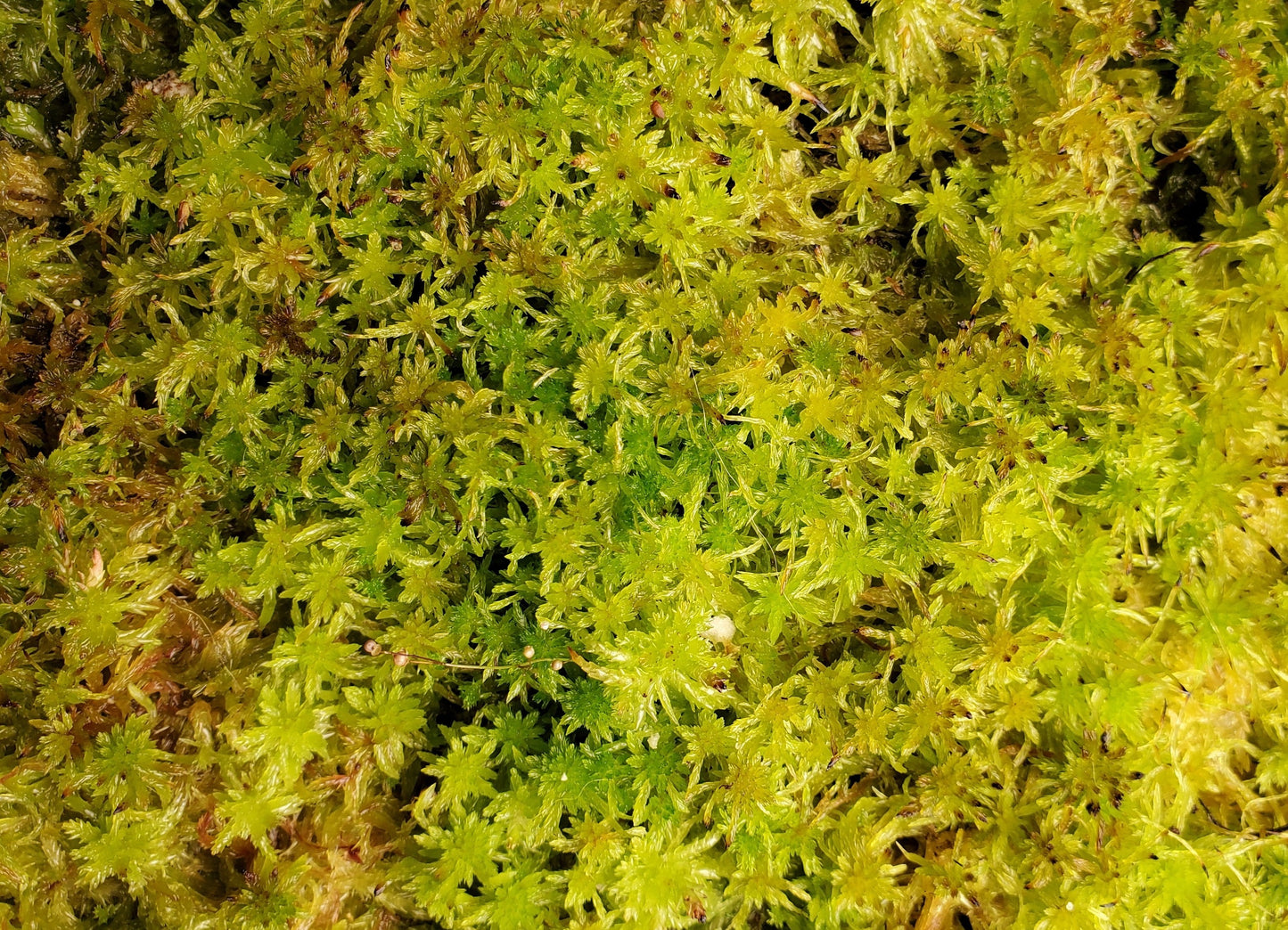 Sphagnum Live moss assorted