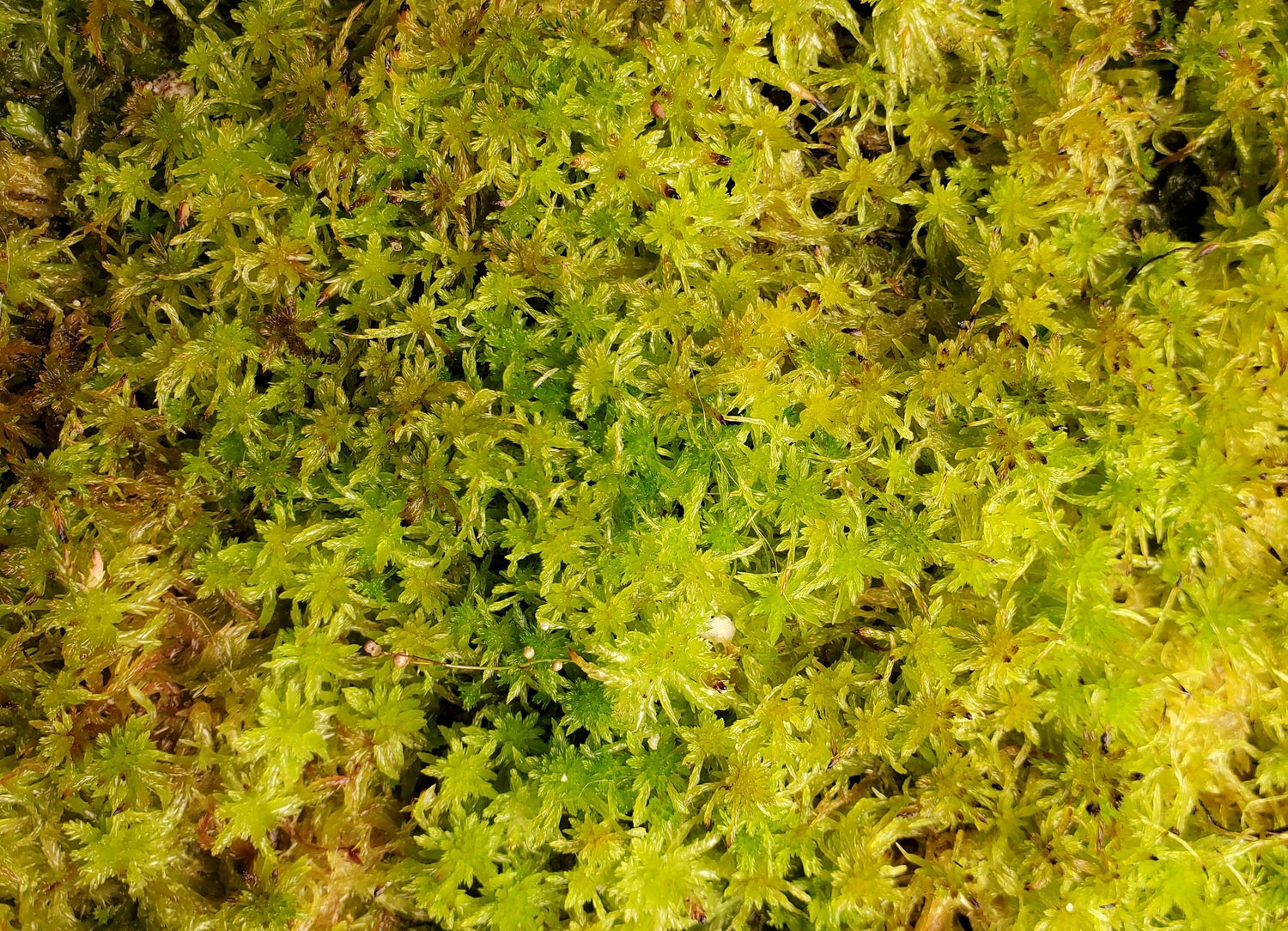 Growing sphagnum moss  : Newts and Salamanders Portal