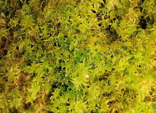Sphagnum Live moss assorted