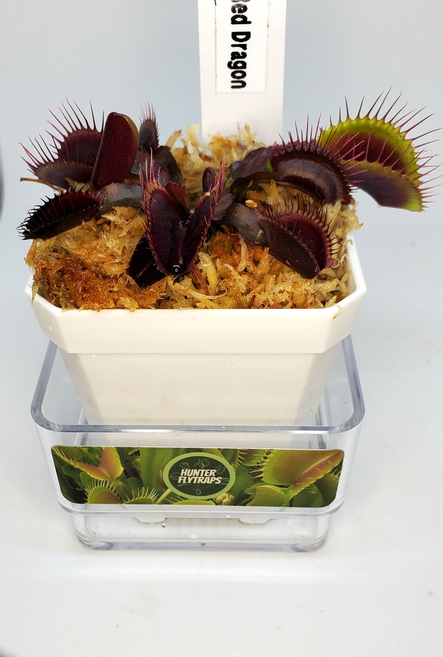 Red Dragon (Akai Ryu) - Venus Flytrap Carnivorous Plant – Hunter Flytraps