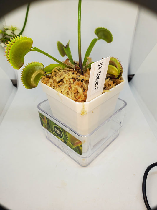 UK Sawtooth II -  Venus Flytrap Carnivorous Plant