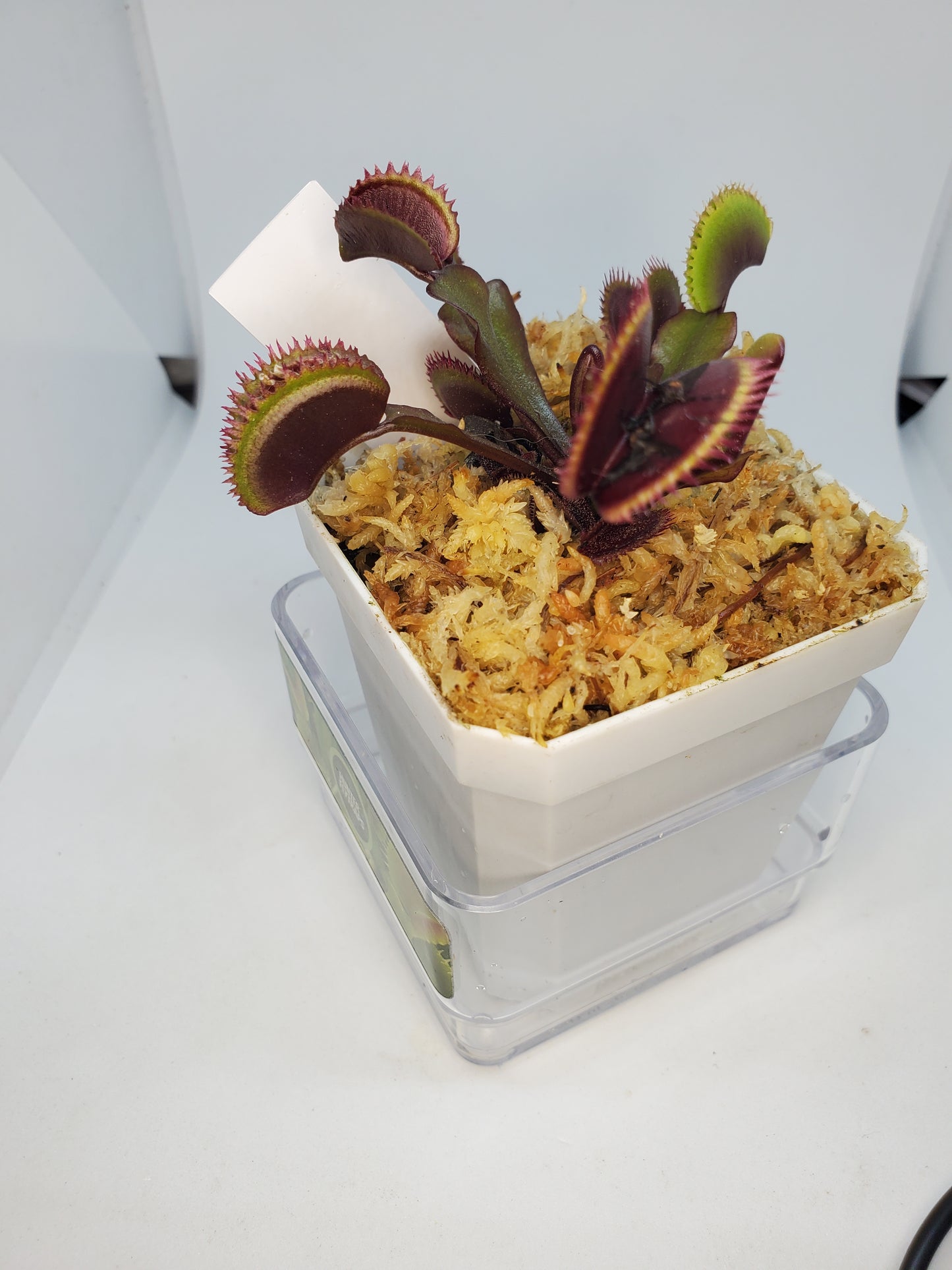 FTS Crimson Sawtooth - Venus Flytrap Carnivorous live plant