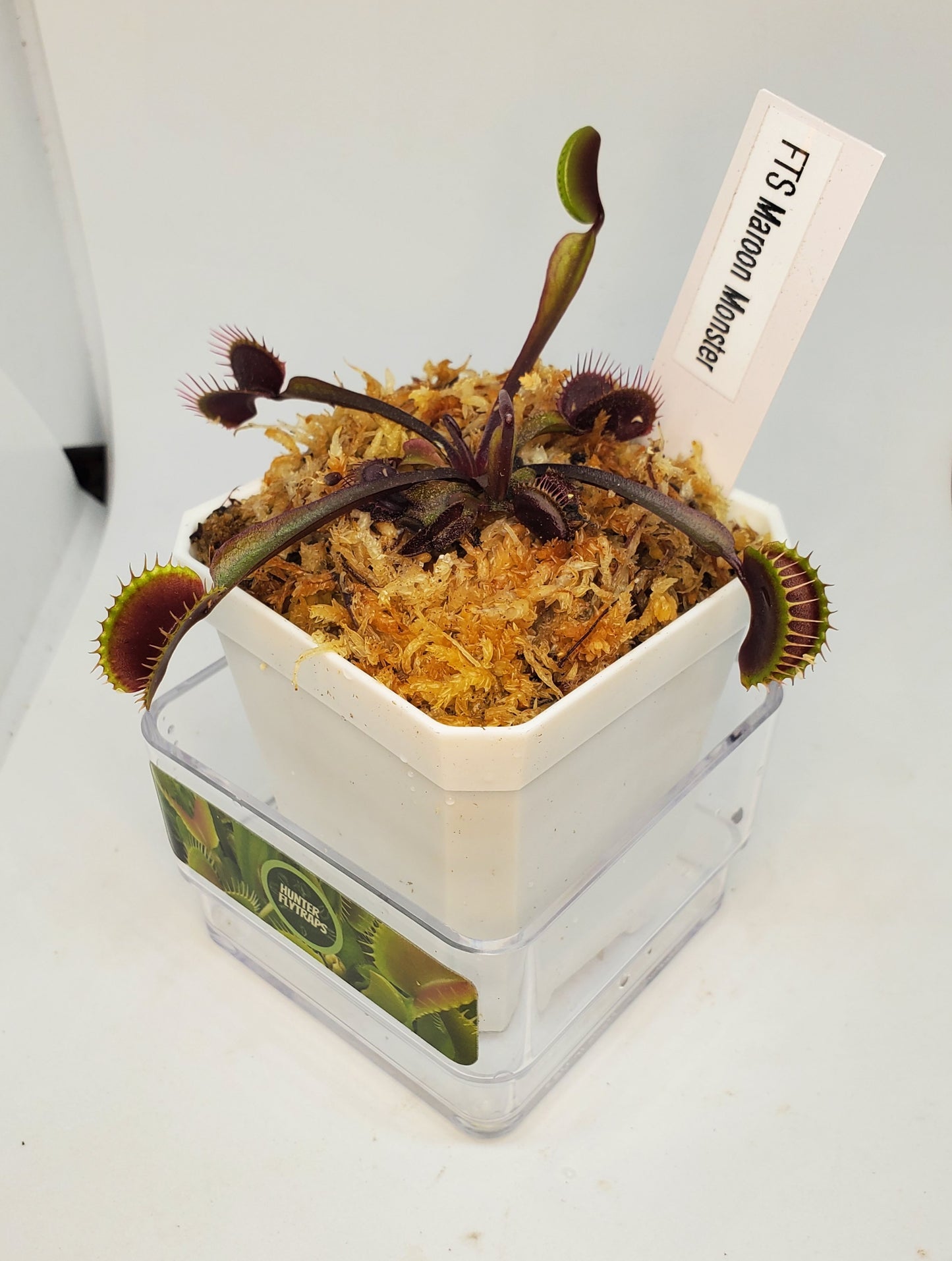 FTS Maroon Monster - Venus Flytrap Carnivorous Plant