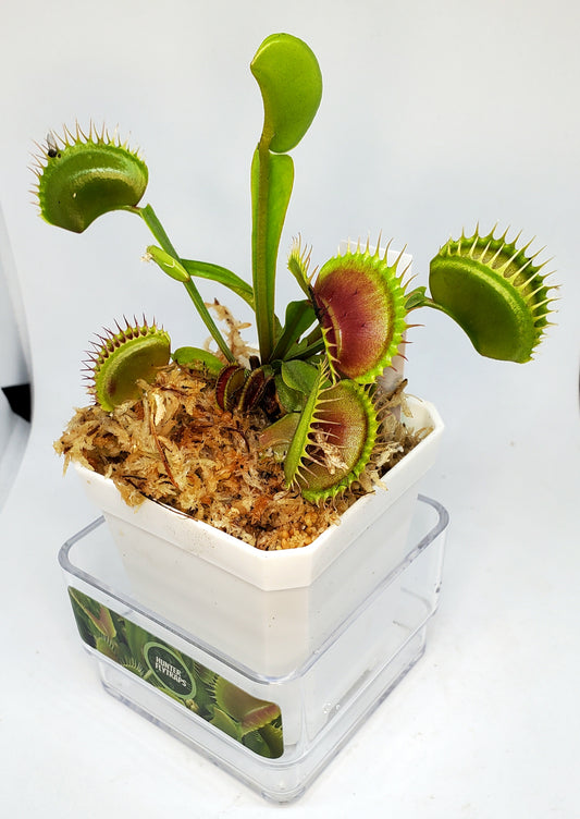 Jaws - Venus Flytrap Carnivorous Plant