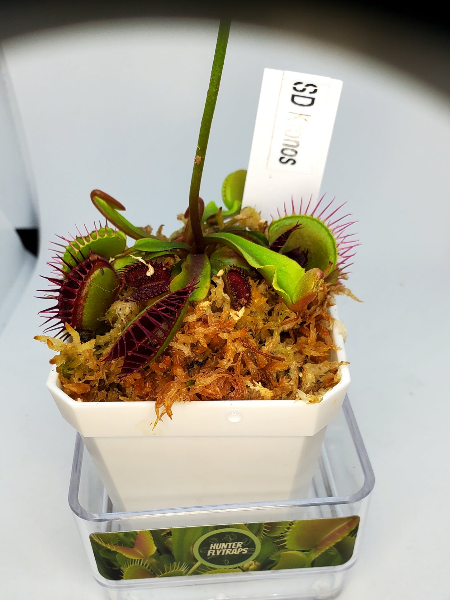 SD Kronos - Venus Flytrap Carnivorous Plant